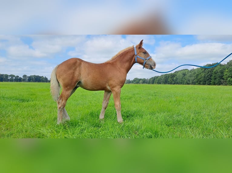 Trait allemand du Sud Étalon Poulain (04/2025) 168 cm Alezan brûlé in Byhleguhre-Byhlen