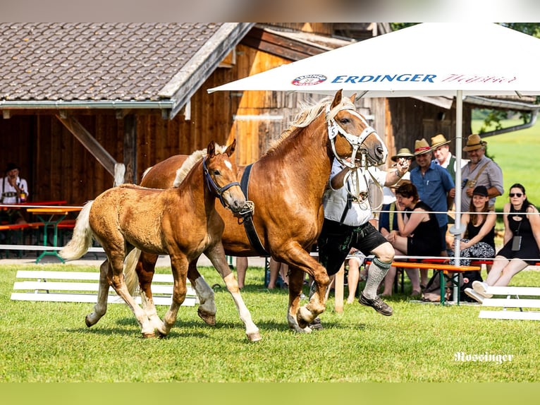 Trait allemand du Sud Étalon Poulain (03/2026) 170 cm Alezan in Weyarn