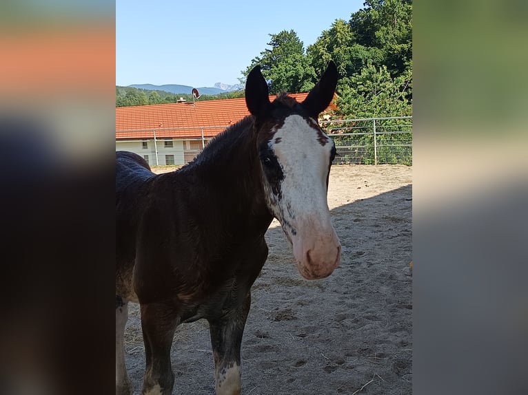 Trait allemand du Sud Étalon Poulain (04/2025) Alezan brûlé in Traunstein
