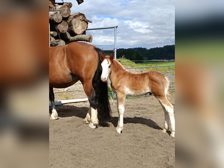 Trait allemand du Sud Étalon Poulain (04/2025) Alezan brûlé in Traunstein