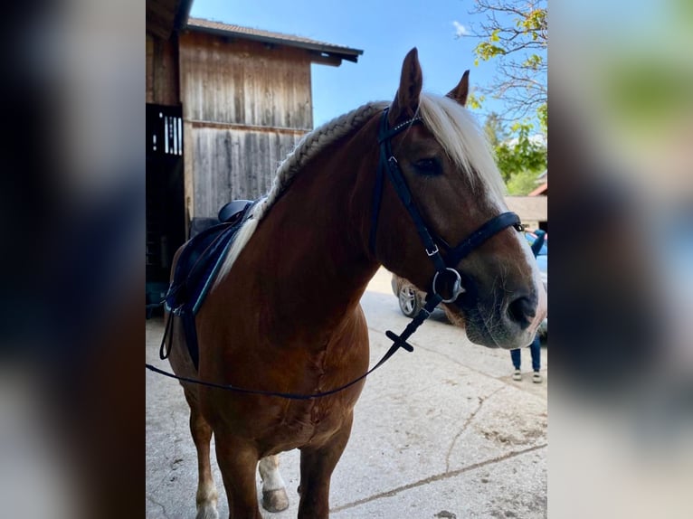 Trait allemand du Sud Hongre 10 Ans 175 cm Alezan brûlé in Brannenburg