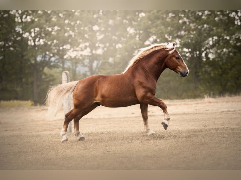 Trait allemand du Sud Hongre 10 Ans 175 cm Alezan in Wiesenfelden
