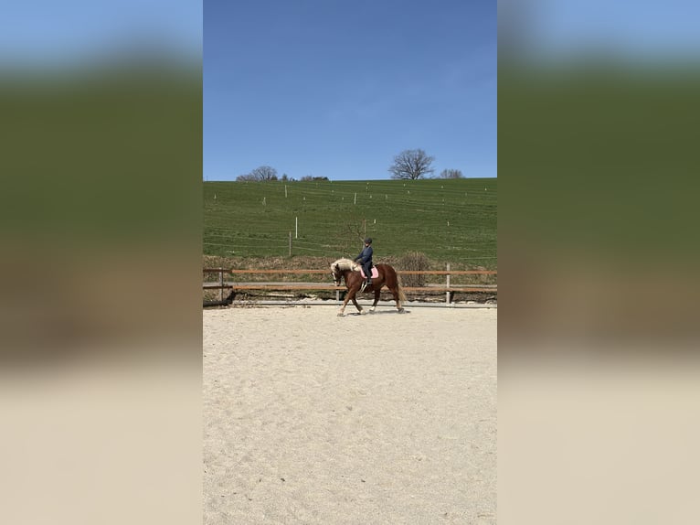 Trait allemand du Sud Hongre 10 Ans 175 cm Alezan in Wiesenfelden