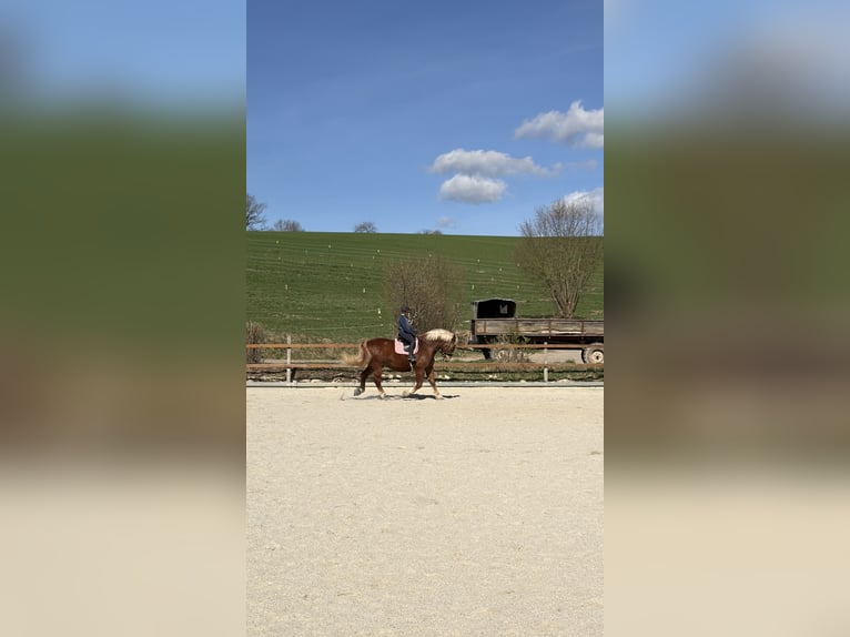 Trait allemand du Sud Hongre 10 Ans 175 cm Alezan in Wiesenfelden