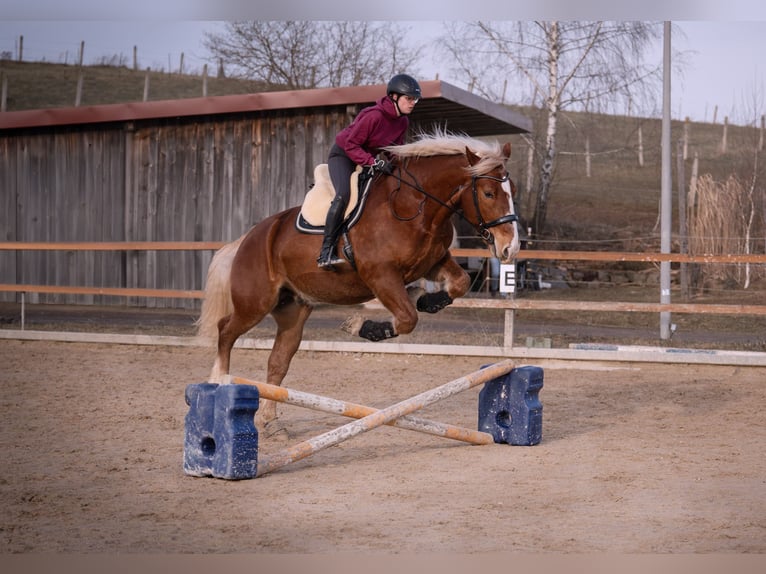 Trait allemand du Sud Hongre 10 Ans 175 cm Alezan in Wiesenfelden