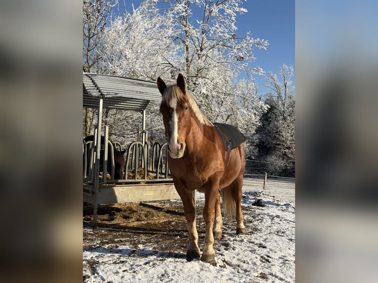 Trait allemand du Sud Hongre 10 Ans 175 cm Alezan in Wiesenfelden