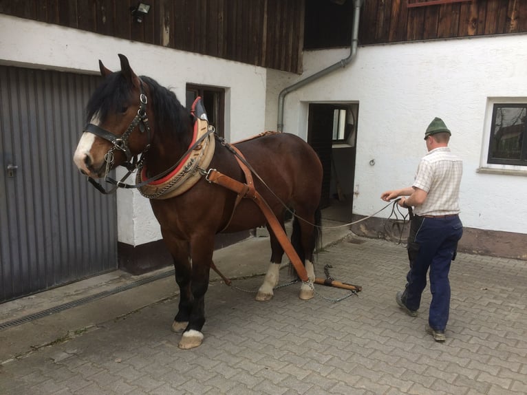 Trait allemand du Sud Hongre 11 Ans 172 cm Bai in Bad K&#xF6;tzting