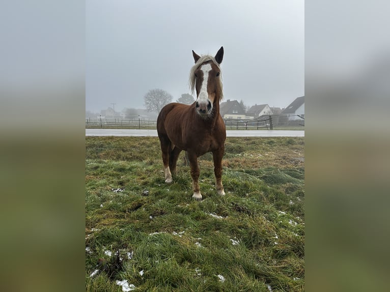 Trait allemand du Sud Hongre 11 Ans 175 cm Alezan in Gunzenhausen