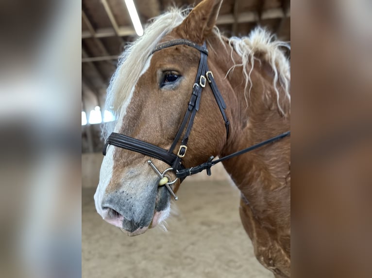 Trait allemand du Sud Hongre 11 Ans 175 cm Alezan in Gunzenhausen