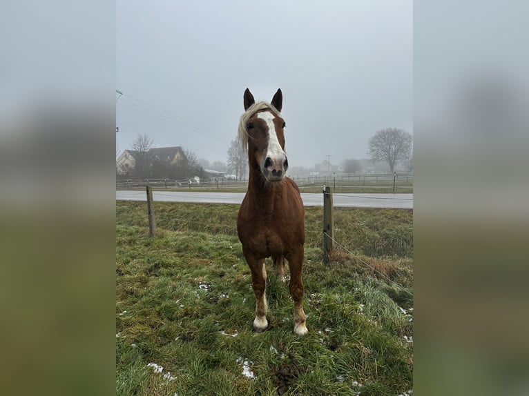 Trait allemand du Sud Hongre 11 Ans 175 cm Alezan in Gunzenhausen