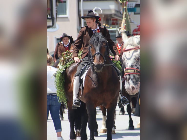Trait allemand du Sud Hongre 13 Ans 165 cm Bai in Kirchbichl