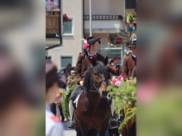 Trait allemand du Sud Hongre 13 Ans 165 cm Bai in Kirchbichl