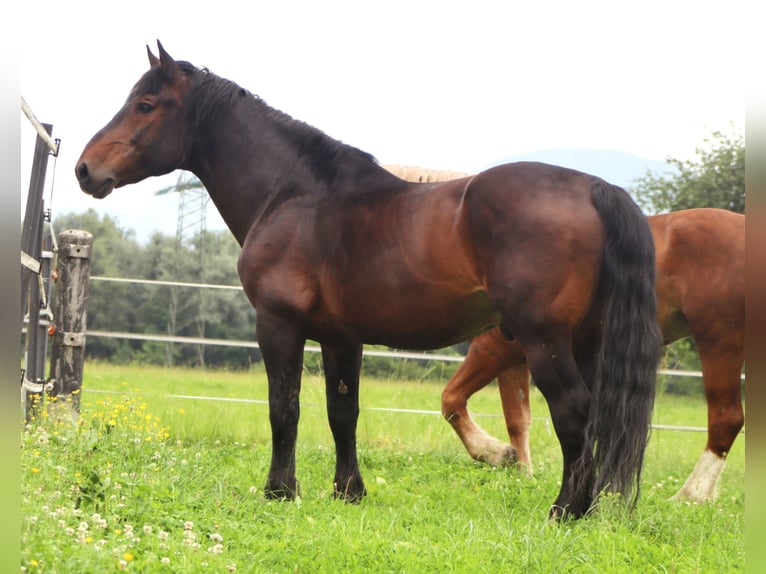 Trait allemand du Sud Hongre 13 Ans 165 cm Bai in Kirchbichl