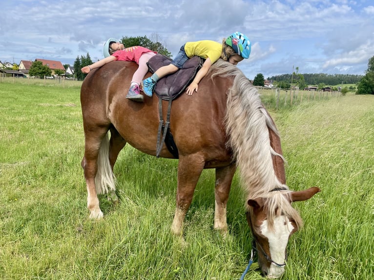 Trait allemand du Sud Hongre 14 Ans 168 cm Alezan in Bisingen
