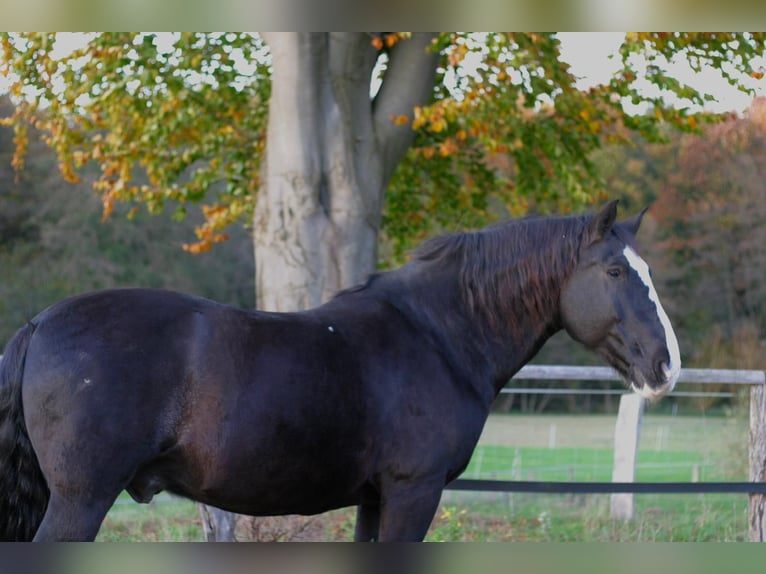 Trait allemand du Sud Hongre 17 Ans 163 cm Bai in Tangstedt