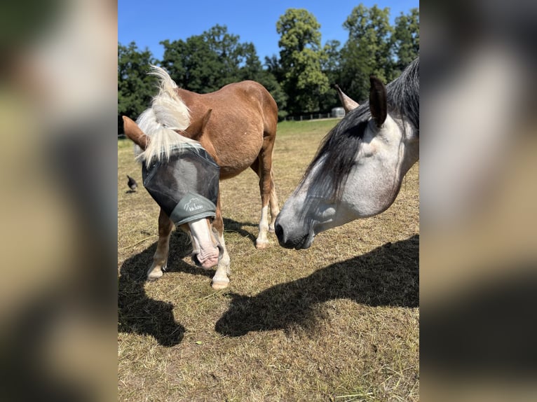 Trait allemand du Sud Hongre 1 Année 150 cm Alezan brûlé in Holzkirchen
