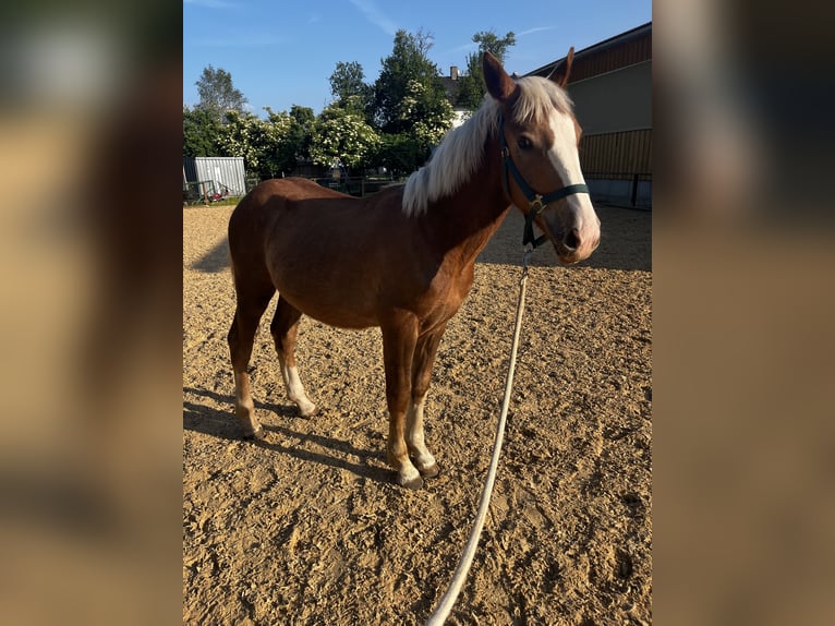 Trait allemand du Sud Hongre 2 Ans 150 cm Alezan brûlé in Holzkirchen