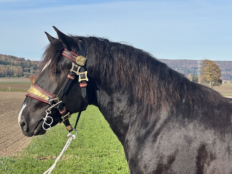 Trait allemand du Sud Hongre 2 Ans 164 cm Noir in Riedlingen