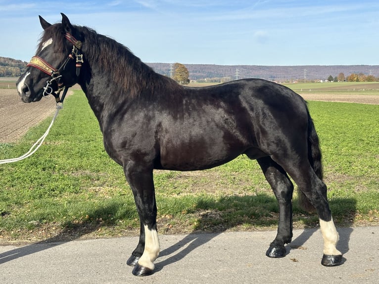 Trait allemand du Sud Hongre 2 Ans 164 cm Noir in Riedlingen