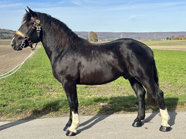 Trait allemand du Sud Hongre 2 Ans 164 cm Noir in Riedlingen