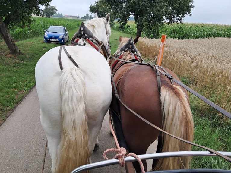 Trait allemand du Sud Hongre 2 Ans 165 cm Alezan in Alfdorf