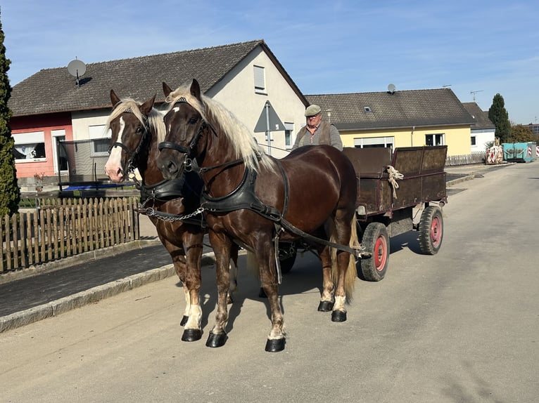 Trait allemand du Sud Hongre 2 Ans 165 cm Alezan brûlé in Riedlingen