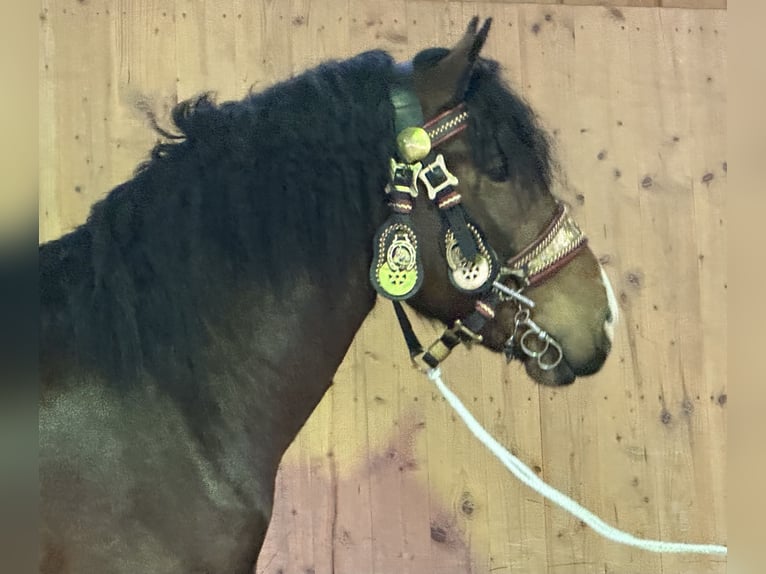 Trait allemand du Sud Hongre 2 Ans 165 cm Bai in Riedlingen