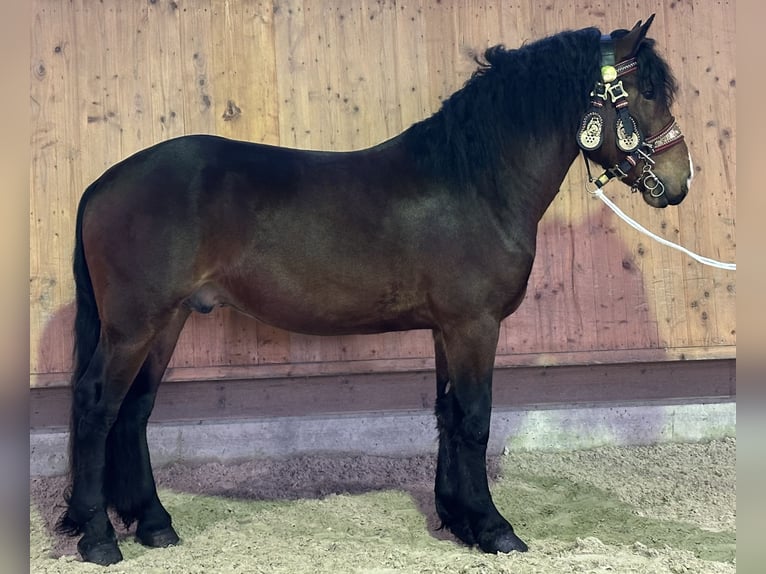 Trait allemand du Sud Hongre 2 Ans 165 cm Bai in Riedlingen