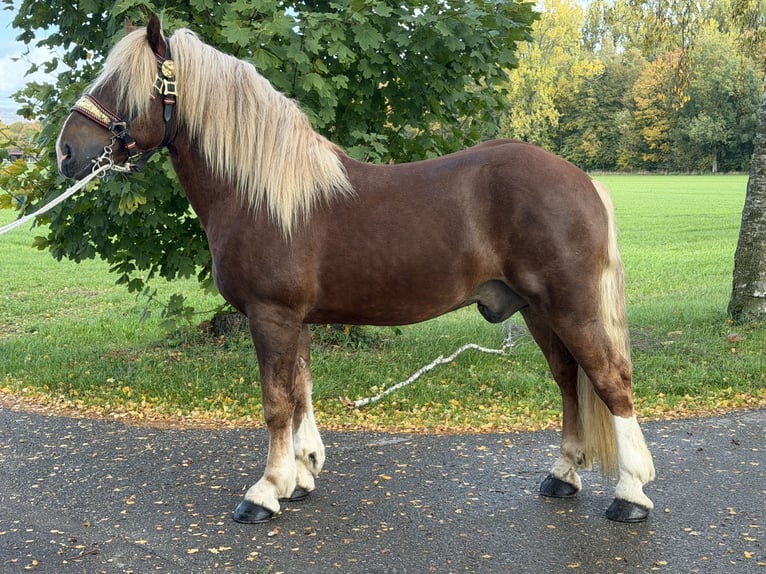 Trait allemand du Sud Hongre 2 Ans 167 cm Alezan brûlé in Riedlingen