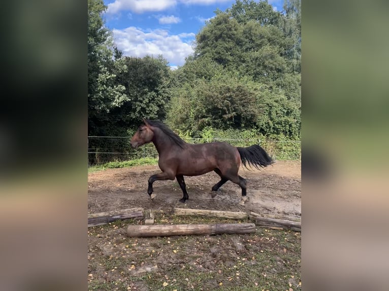 Trait allemand du Sud Hongre 2 Ans 173 cm Bai in Hohenwarth