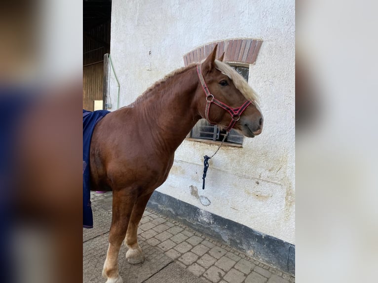 Trait allemand du Sud Hongre 3 Ans 165 cm Alezan brûlé in Langerringen