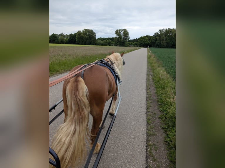 Trait allemand du Sud Hongre 3 Ans 165 cm Alezan brûlé in Langerringen