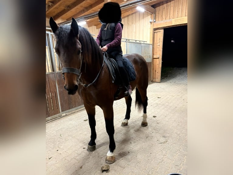 Trait allemand du Sud Hongre 3 Ans 173 cm Bai in Hohenwarth