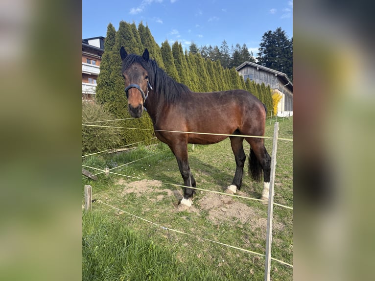 Trait allemand du Sud Hongre 3 Ans 175 cm Bai brun in Rimbach