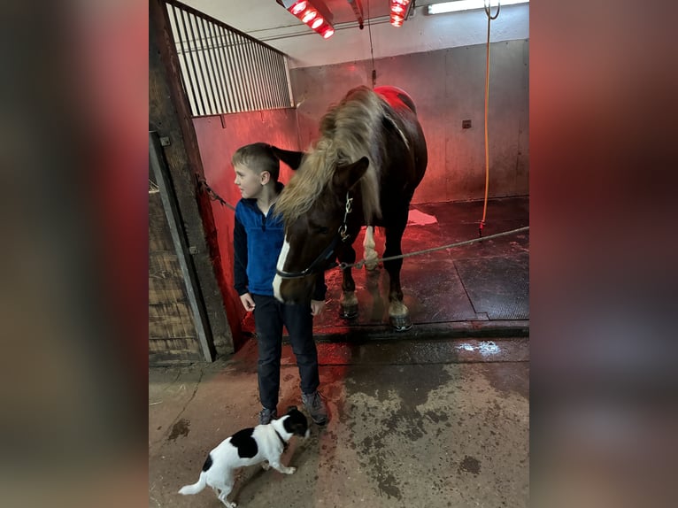 Trait allemand du Sud Hongre 4 Ans 160 cm Alezan brûlé in Pfaffenhofen