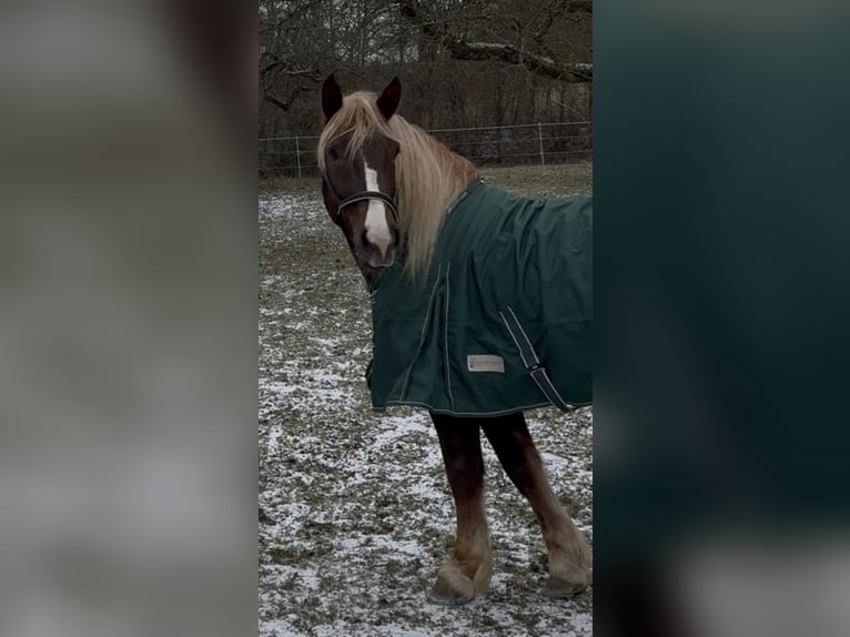 Trait allemand du Sud Hongre 4 Ans 160 cm Alezan brûlé in Pfaffenhofen