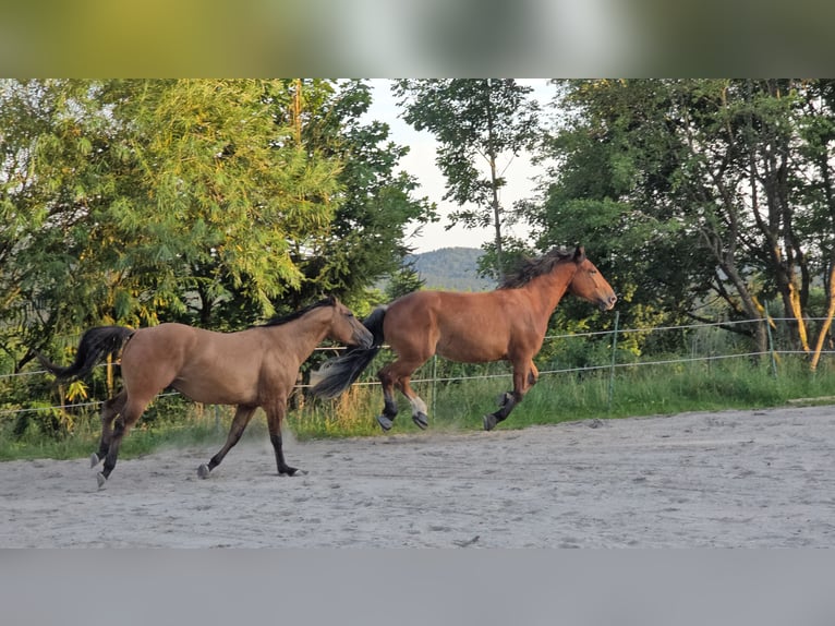 Trait allemand du Sud Hongre 4 Ans 168 cm Bai in Stadlern