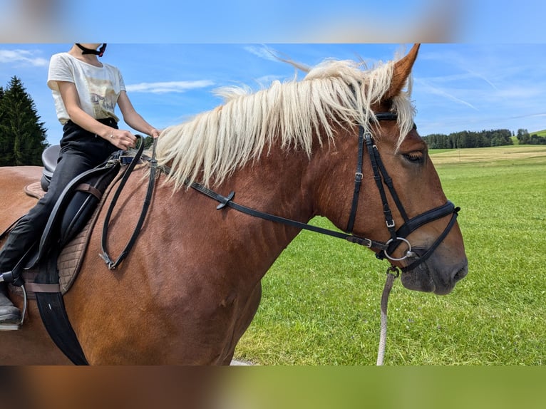 Trait allemand du Sud Hongre 5 Ans 165 cm Alezan in Peiting