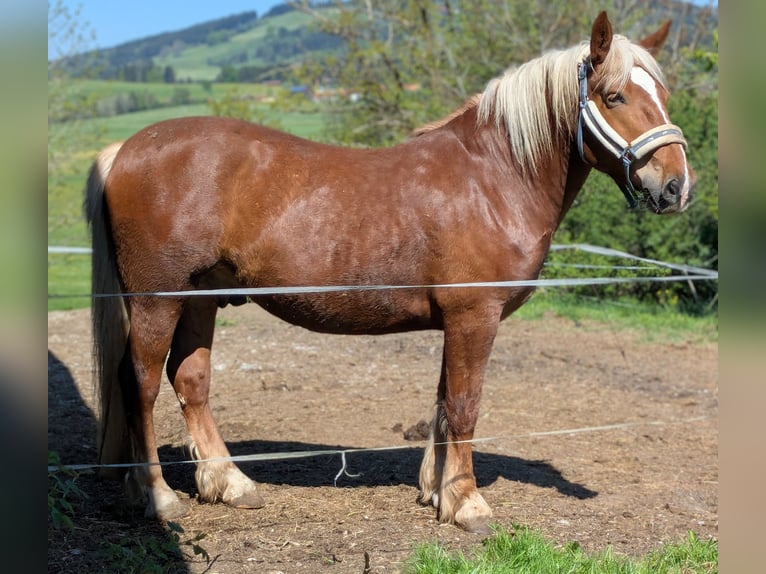 Trait allemand du Sud Hongre 5 Ans 165 cm Alezan in Peiting
