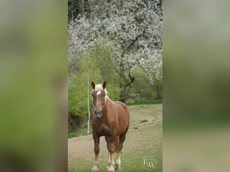 Trait allemand du Sud Hongre 5 Ans 166 cm Alezan in Konzell