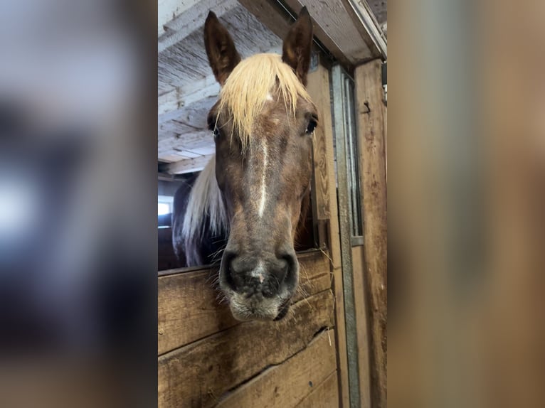Trait allemand du Sud Hongre 5 Ans 170 cm Bai in AbtsgmündAbtsgmünd