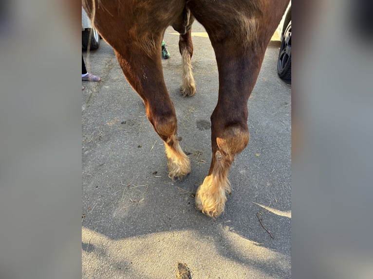 Trait allemand du Sud Hongre 5 Ans 170 cm Bai in AbtsgmündAbtsgmünd