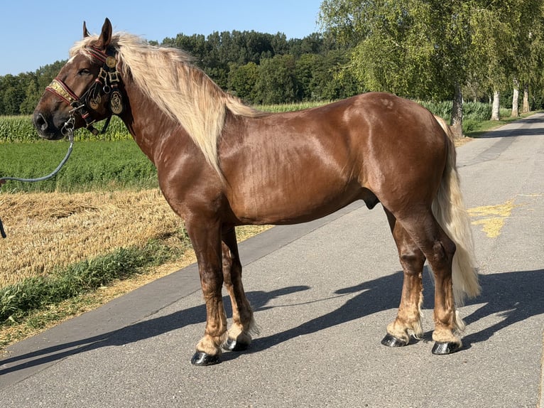 Trait allemand du Sud Hongre 5 Ans 172 cm Alezan brûlé in Riedlingen