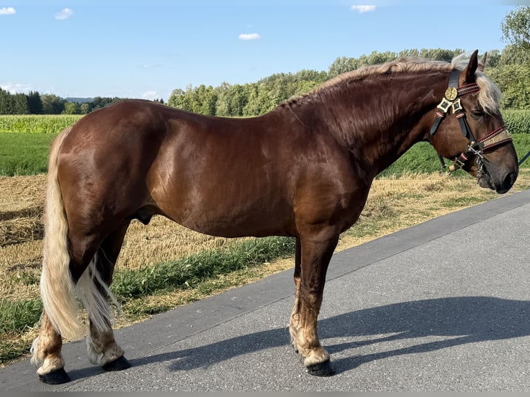 Trait allemand du Sud Hongre 5 Ans 172 cm Alezan brûlé in Riedlingen