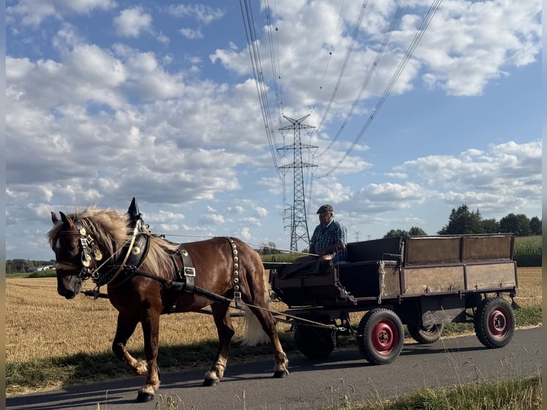 Trait allemand du Sud Hongre 5 Ans 172 cm Alezan brûlé in Riedlingen