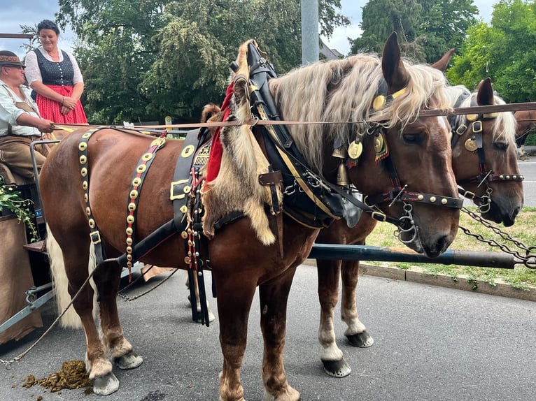 Trait allemand du Sud Hongre 5 Ans 172 cm Alezan brûlé in Riedlingen