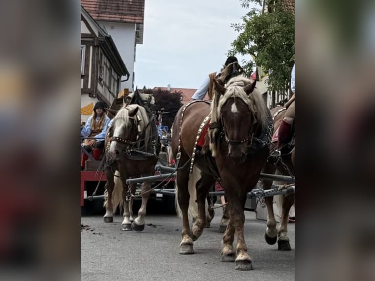 Trait allemand du Sud Hongre 5 Ans 172 cm Alezan brûlé in Riedlingen