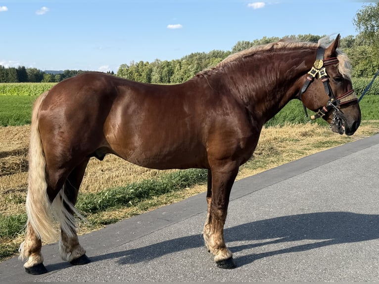 Trait allemand du Sud Hongre 5 Ans 172 cm Alezan brûlé in Riedlingen