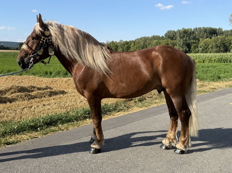 Trait allemand du Sud Hongre 5 Ans 172 cm Alezan brûlé in Riedlingen