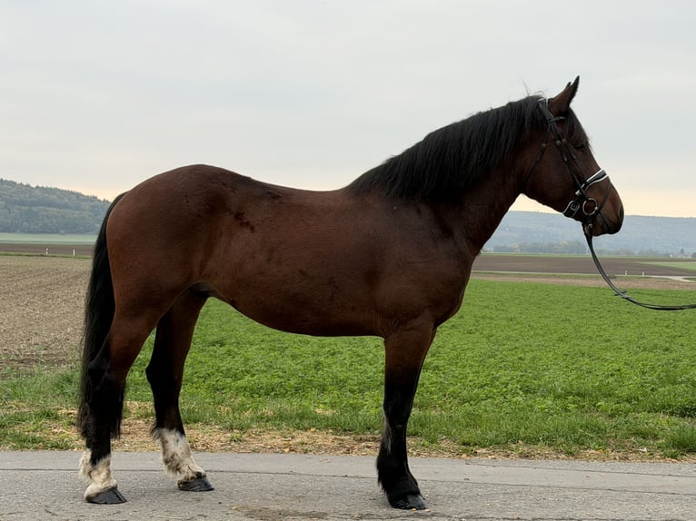 Trait allemand du Sud Hongre 6 Ans 164 cm Bai in Riedlingen